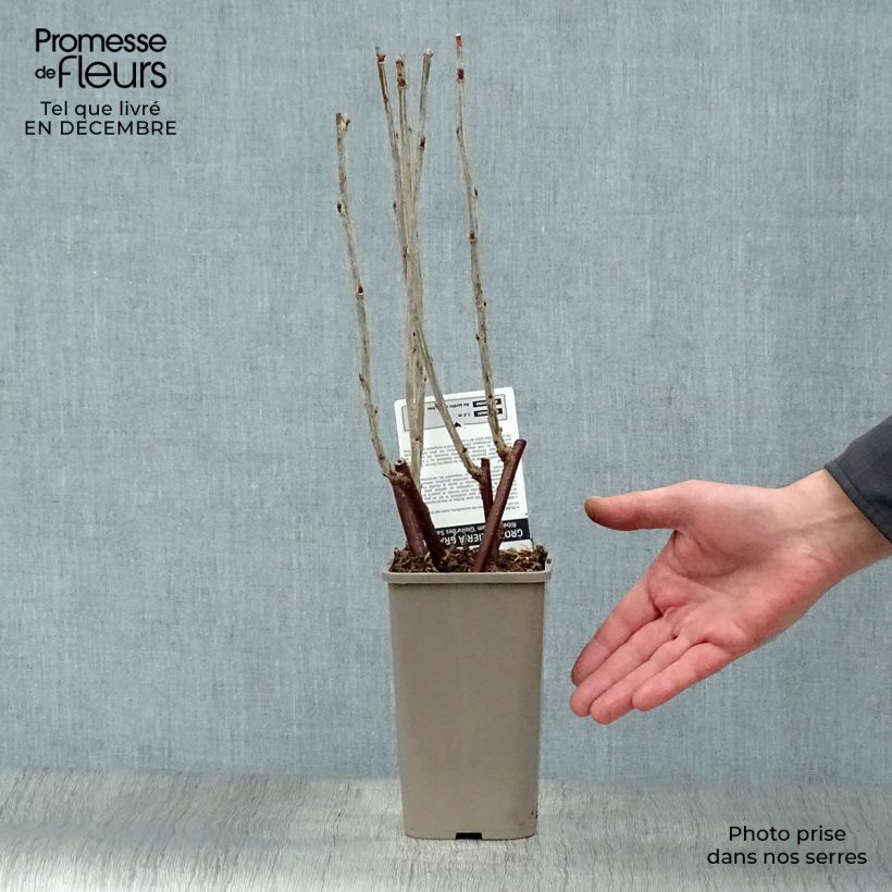 Exemplar von Rote Johannisbeere Gloire des Sablons Topf mit 1L/1,5L, Strauch wie im Winter geliefert