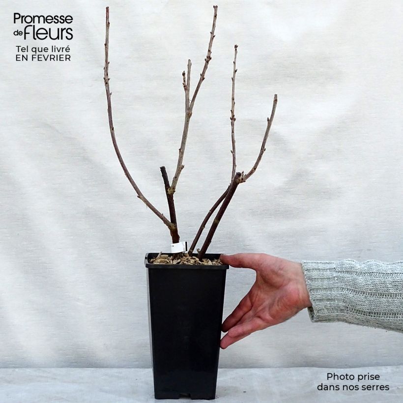 Exemplar von Rote Johannisbeere London Market Topf mit 1,5L/2L wie im Winter geliefert