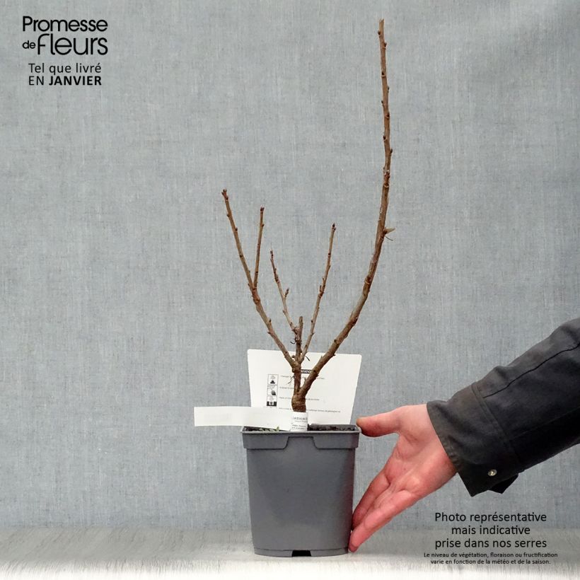 Exemplar von Rote Johannisbeere Rovada Topf mit 1,5L/2L, Strauch wie im Winter geliefert