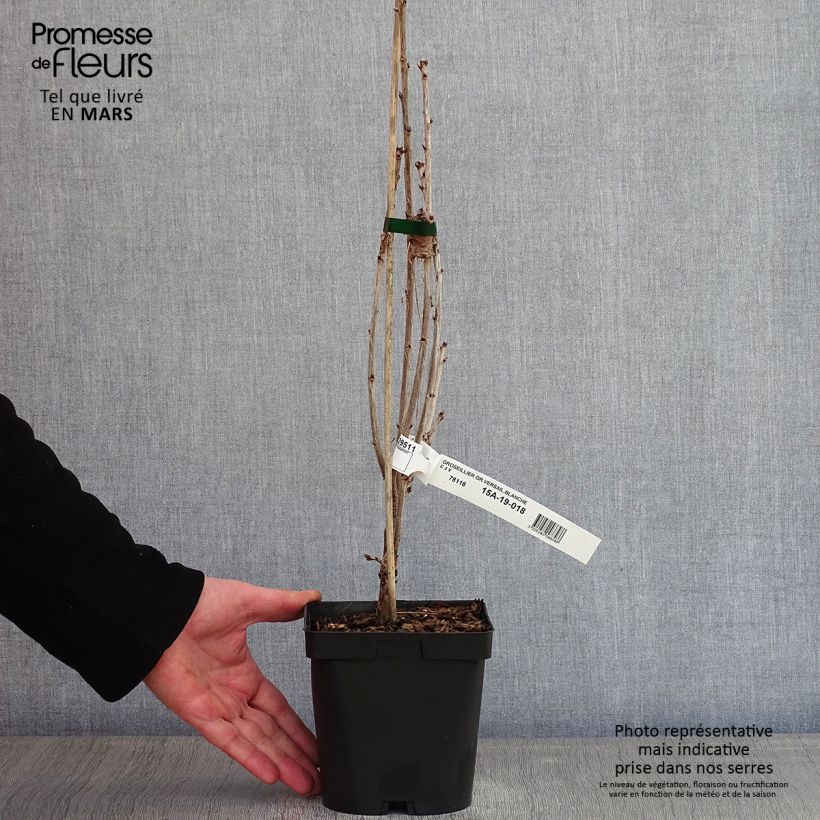 Exemplar von Rote Johannisbeere Versailles Blanche Topf mit 2L/3L wie im Winter geliefert