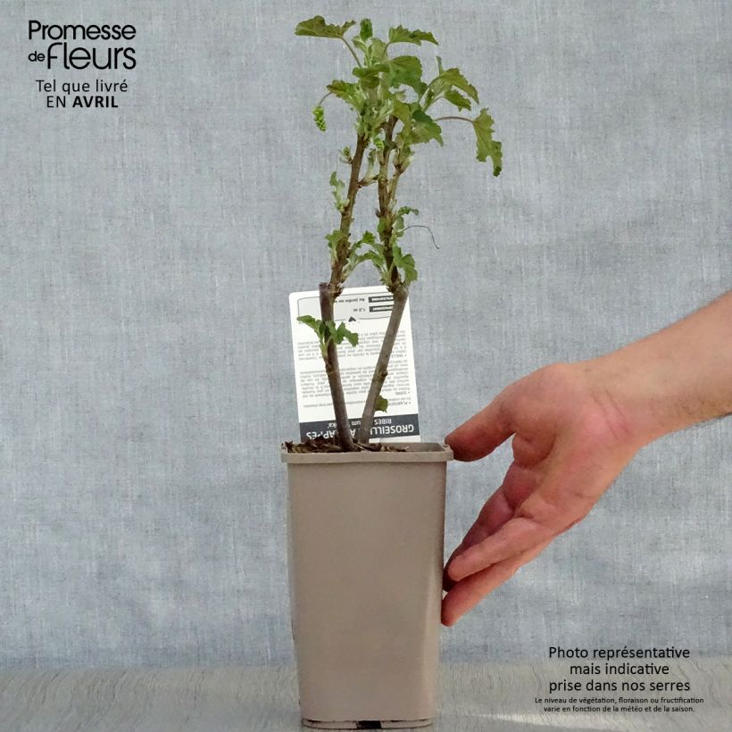 Exemplar von Weiße Johannisbeere Blanka Topf mit 1L/1,5L, Strauch wie im Frühjahr geliefert