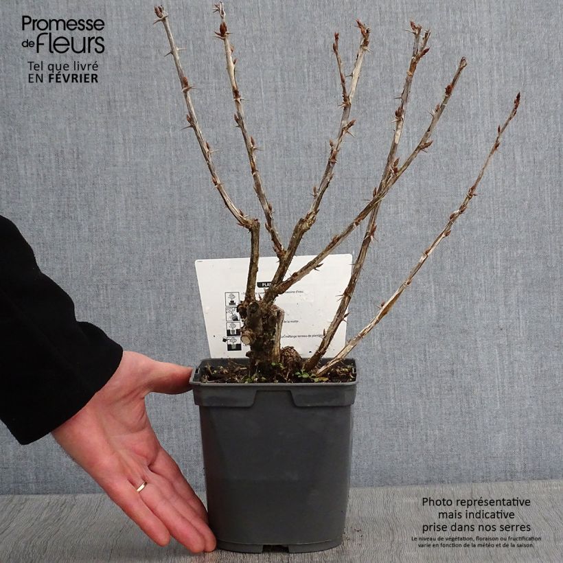 Exemplar von Stachelbeere Invicta Topf mit 1,5L/2L wie im Winter geliefert