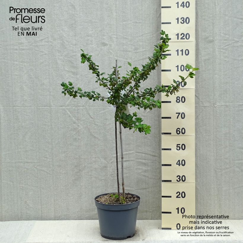 Exemplar von Stachelbeere Invicta Topf mit 7,5L/10L, 1/4 Stängel wie im Frühjahr geliefert