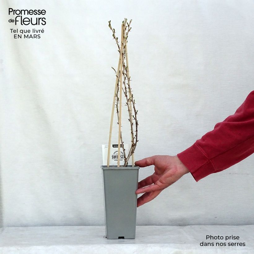 Exemplar von Stachelbeere Lady Sun Topf mit 1L/1,5L, Strauch wie im Winter geliefert