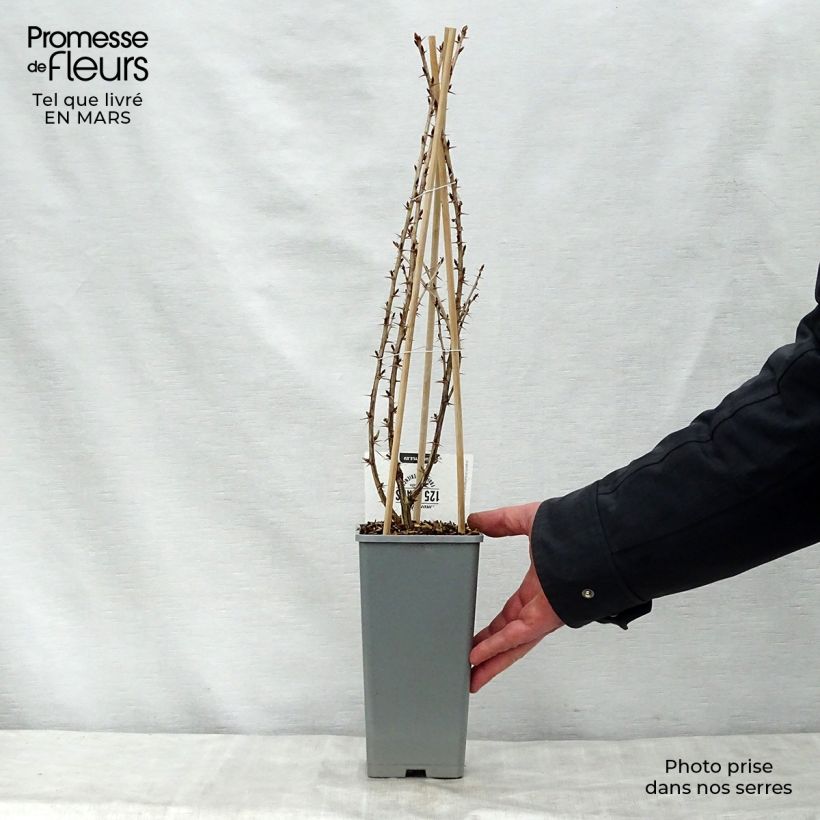 Exemplar von Stachelbeere Captivator Topf mit 1,5L/2L, Strauch wie im Frühjahr geliefert