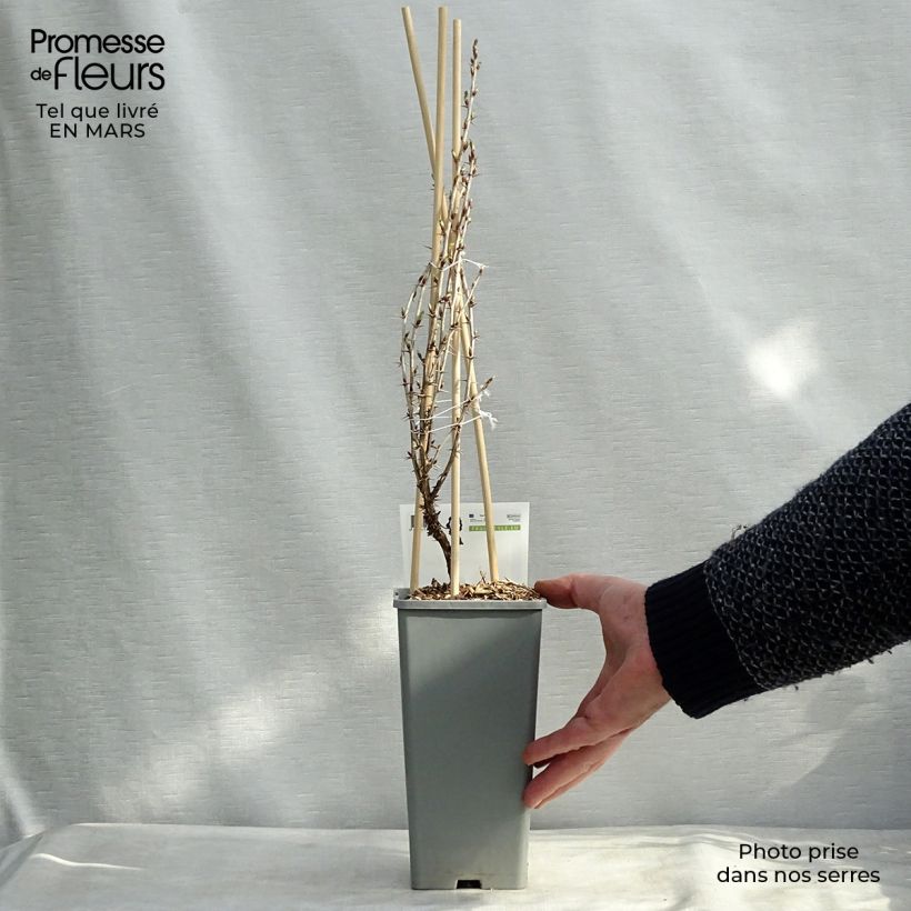 Exemplar von Stachelbeere Hinnönmaki Röd Topf mit 1,5L/2L, Strauch wie im Winter geliefert