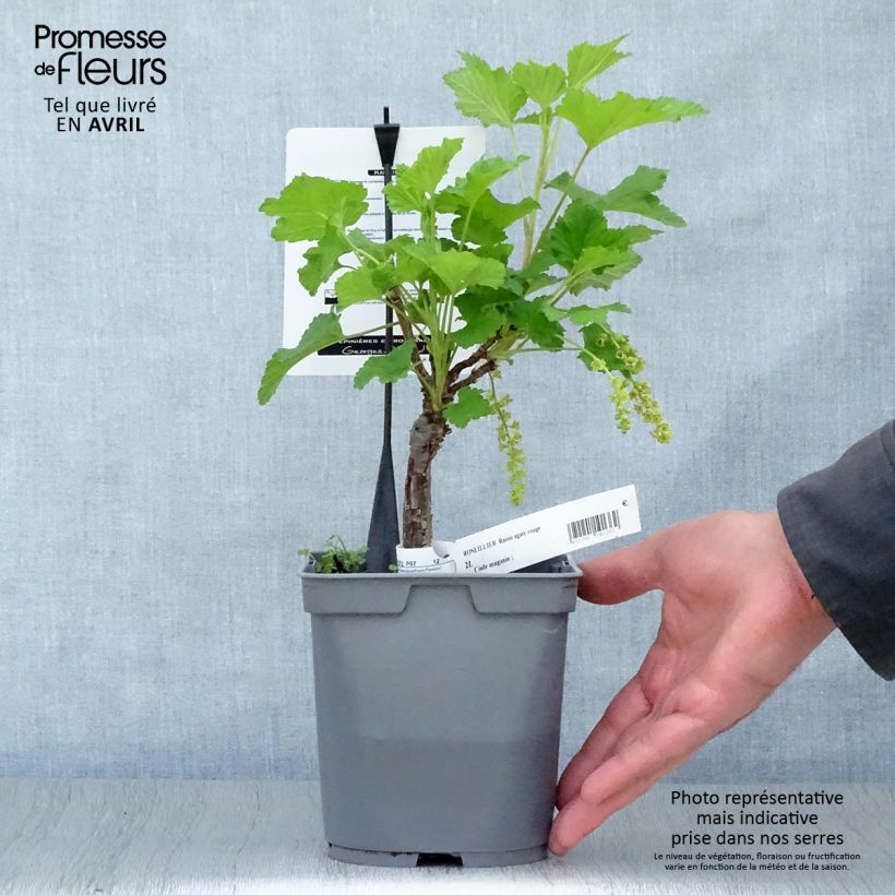 Exemplar von Rote Johannisbeere Agate Rouge mactor Topf mit 2L/3L, Strauch wie im Frühjahr geliefert