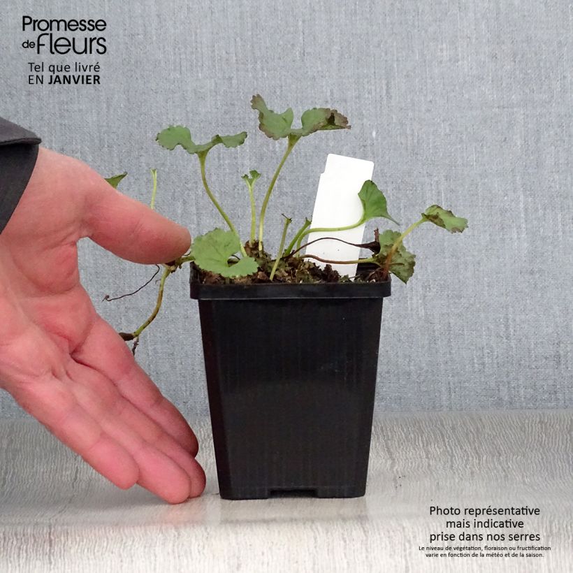 Exemplar von Gunnera magellanica - Riesenrhabarber Kleine Töpfe von 8/9 cm wie im Winter geliefert