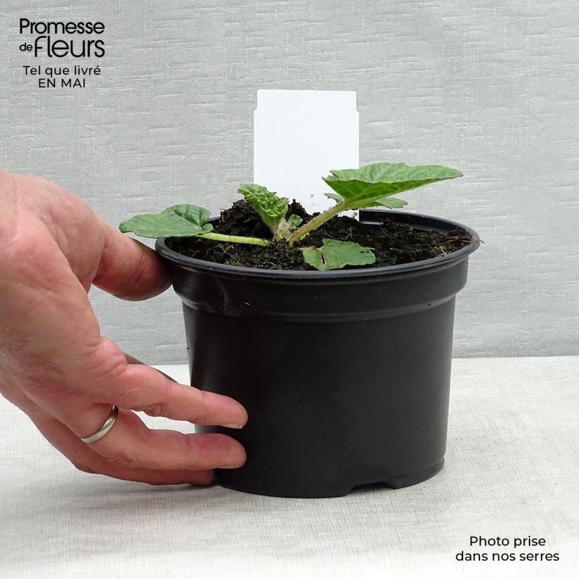 Exemplar von Gunnera manicata - Riesenrhabarber Topf mit 3L/4L wie im Frühjahr geliefert