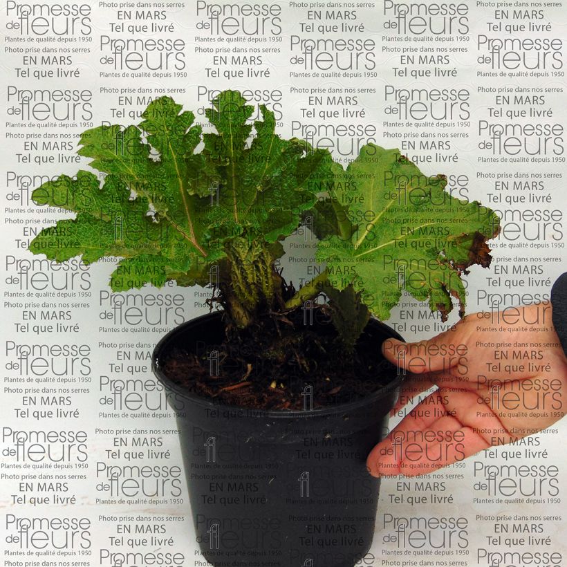 Beispiel eines Exemplars von Gunnera tinctoria - Riesenrhabarber Topf mit 2L/3L wie geliefert