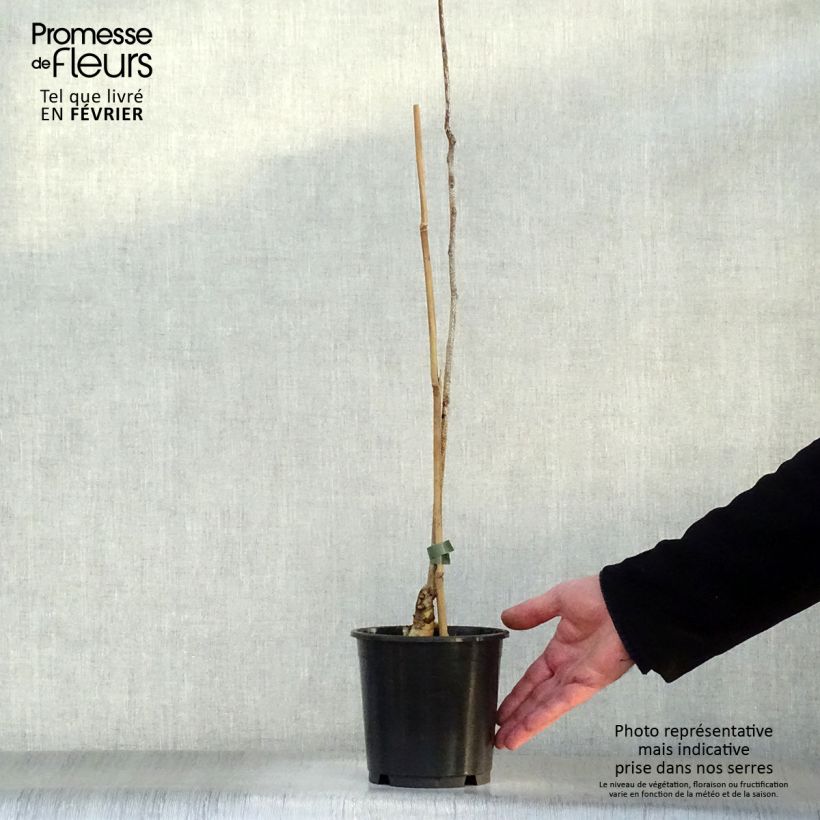 Exemplar von Gymnocladus dioica - Geweihbaum Topf mit 3L/4L wie im Winter geliefert