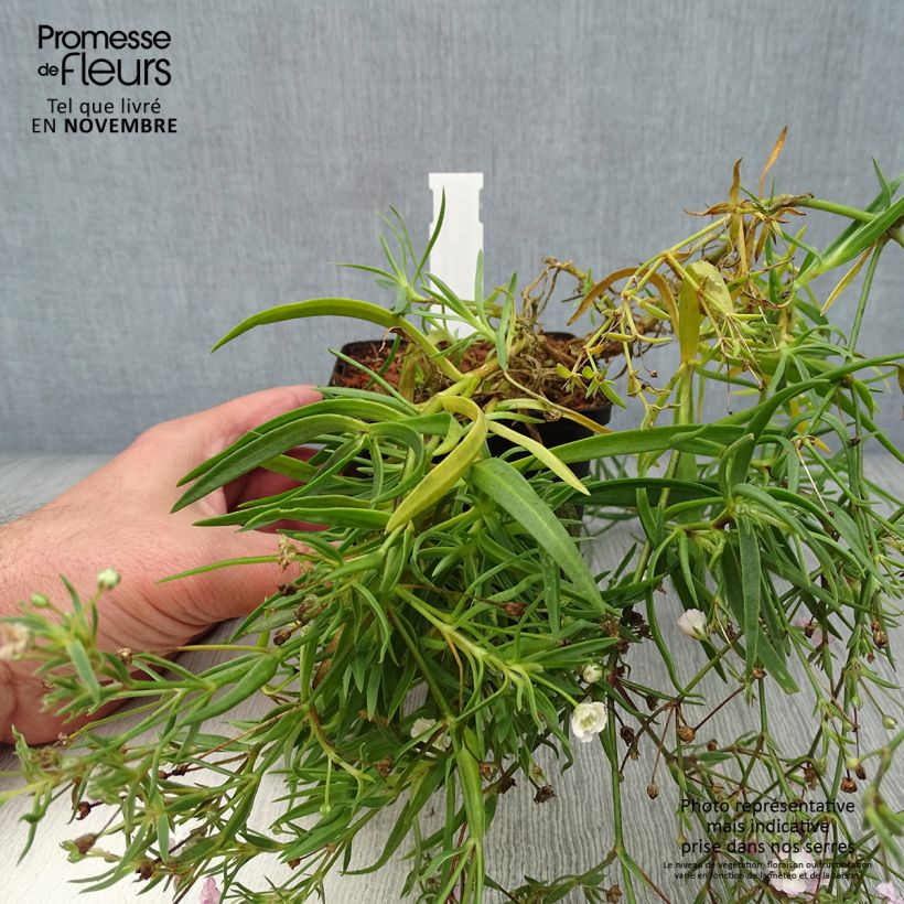 Exemplar von Rispiges Gipskraut Rosenschleier - Gypsophila paniculata Kleine Töpfe von 8/9 cm wie im Herbst geliefert