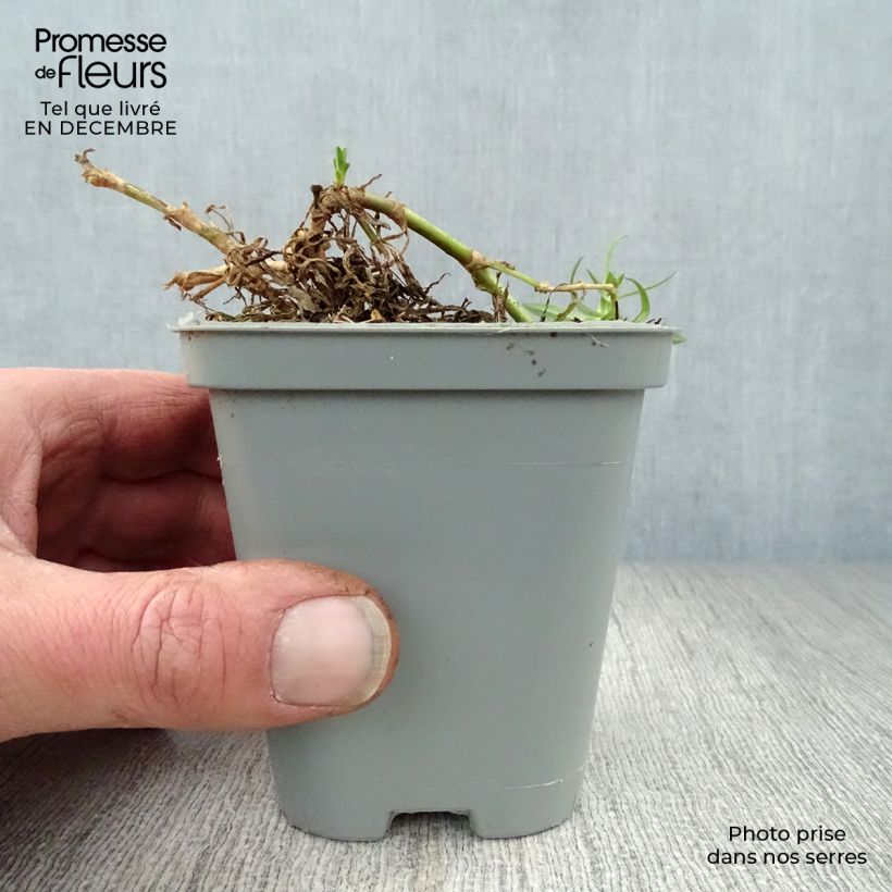 Exemplar von Rispiges Gipskraut Rosenschleier - Gypsophila paniculata Kleine Töpfe von 8/9 cm wie im Winter geliefert