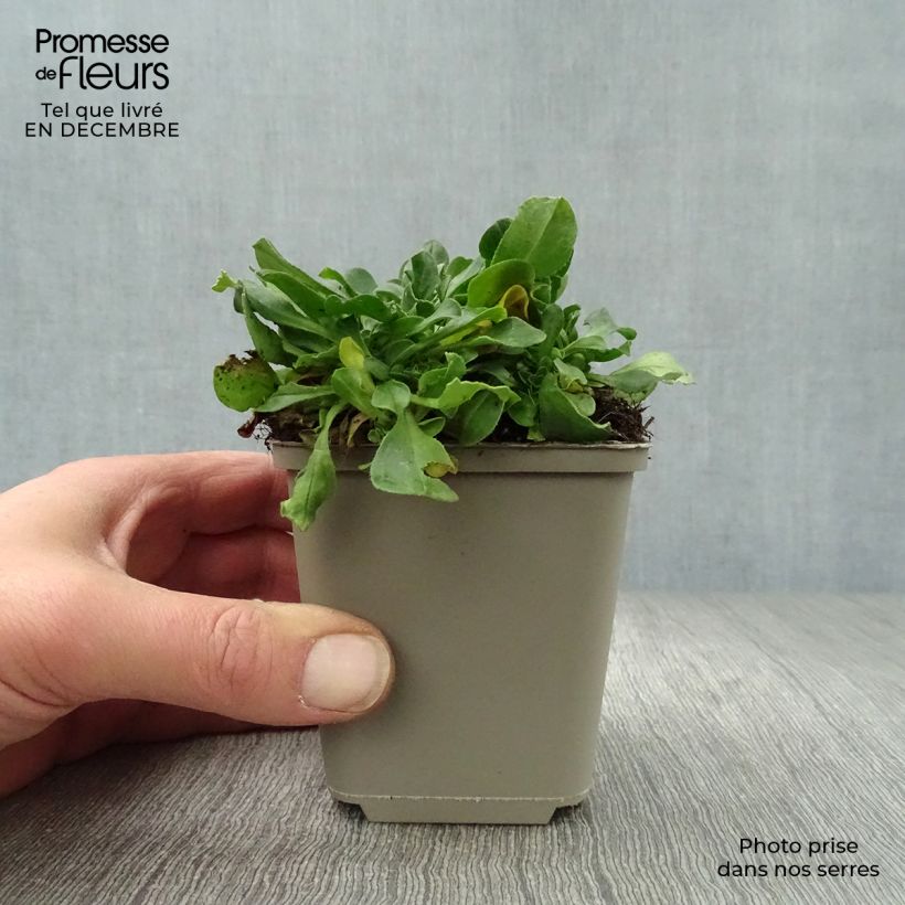 Exemplar von Himalaya-Schleierkraut - Gypsophila cerastioides Kleine Töpfe von 8/9 cm wie im Winter geliefert