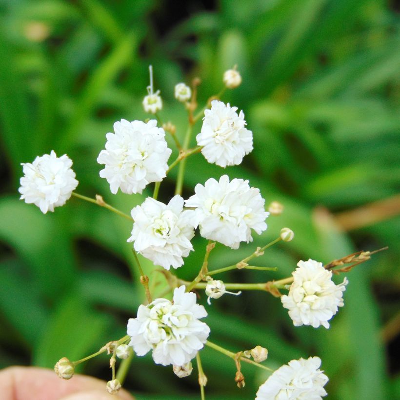 Rispiges Gipskraut Bristol Fairy - Gypsophila paniculata (Blüte)