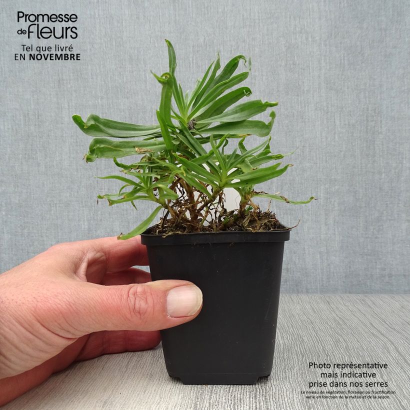 Exemplar von Rispiges Gipskraut Bristol Fairy - Gypsophila paniculata Kleine Töpfe von 8/9 cm wie im Herbst geliefert