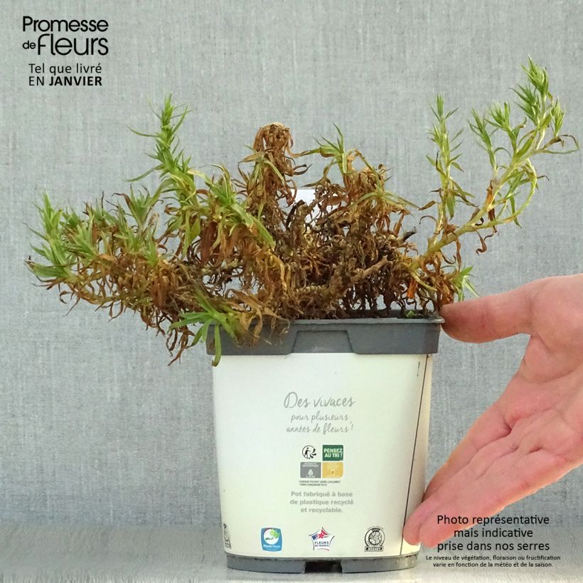 Exemplar von Rispiges Gipskraut Bristol Fairy - Gypsophila paniculata Topf mit 2L/3L wie im Winter geliefert