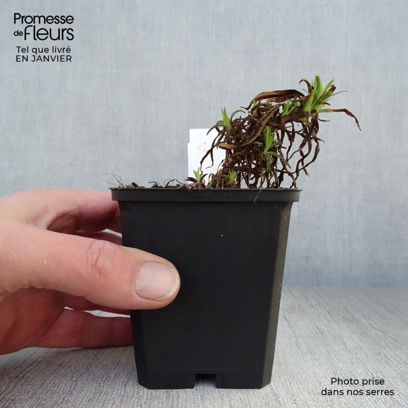 Exemplar von Rispiges Gipskraut Flamingo - Gypsophila paniculata Kleine Töpfe von 8/9 cm wie im Winter geliefert