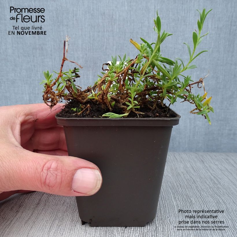 Exemplar von Kriechendes Gipskraut Rosa Schönheit - Gypsophila repens Kleine Töpfe von 8/9 cm wie im Herbst geliefert