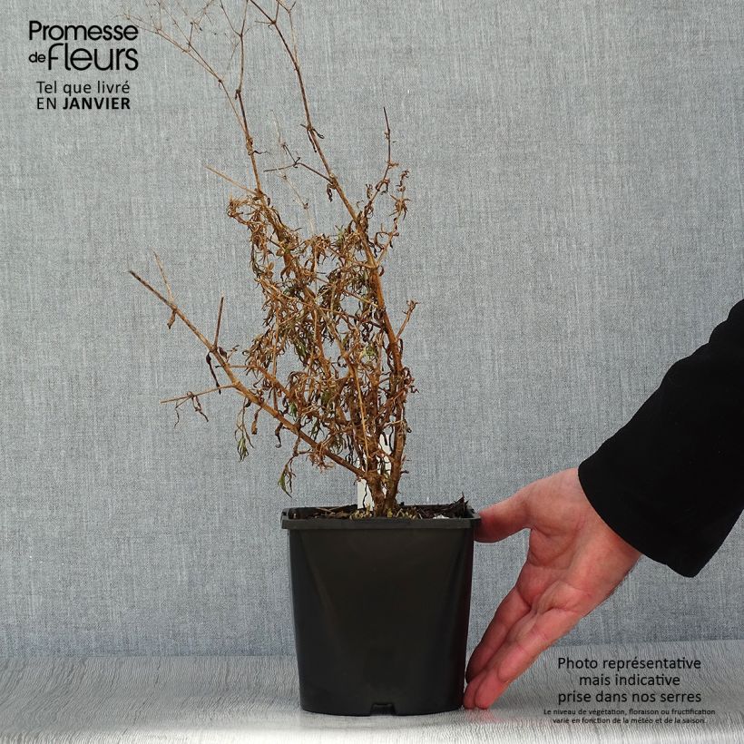 Exemplar von Rispiges Gipskraut Festival Pink - Gypsophila paniculata Topf mit 2L/3L wie im Winter geliefert