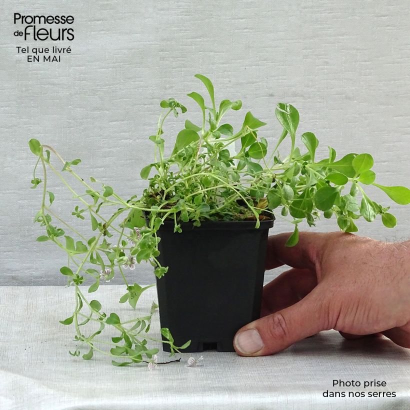 Exemplar von Himalaya-Schleierkraut - Gypsophila cerastioides Kleine Töpfe von 8/9 cm wie im Frühjahr geliefert