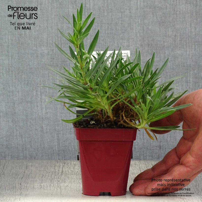 Exemplar von Rispiges Gipskraut White Festival - Gypsophila paniculata Kleine Töpfe von 8/9 cm wie im Frühjahr geliefert