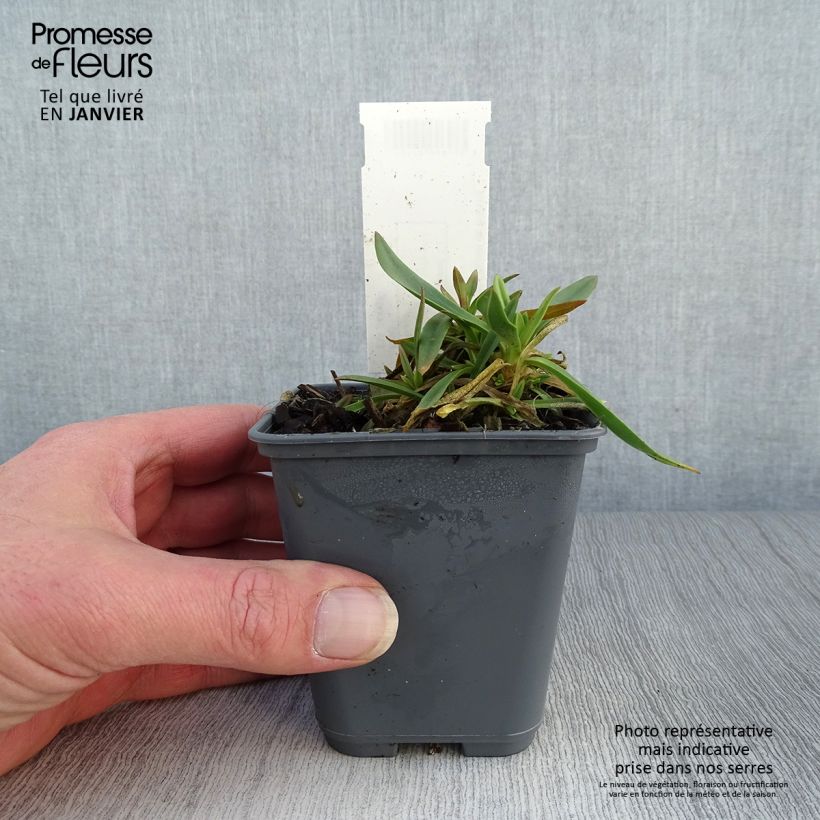 Exemplar von Großblütiges Schleierkraut - Gypsophila pacifica Kleine Töpfe von 8/9 cm wie im Winter geliefert