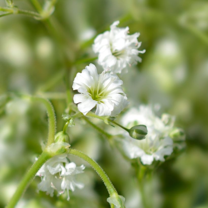 Rispiges Gipskraut Snow Flake - Gypsophila paniculata (Blüte)