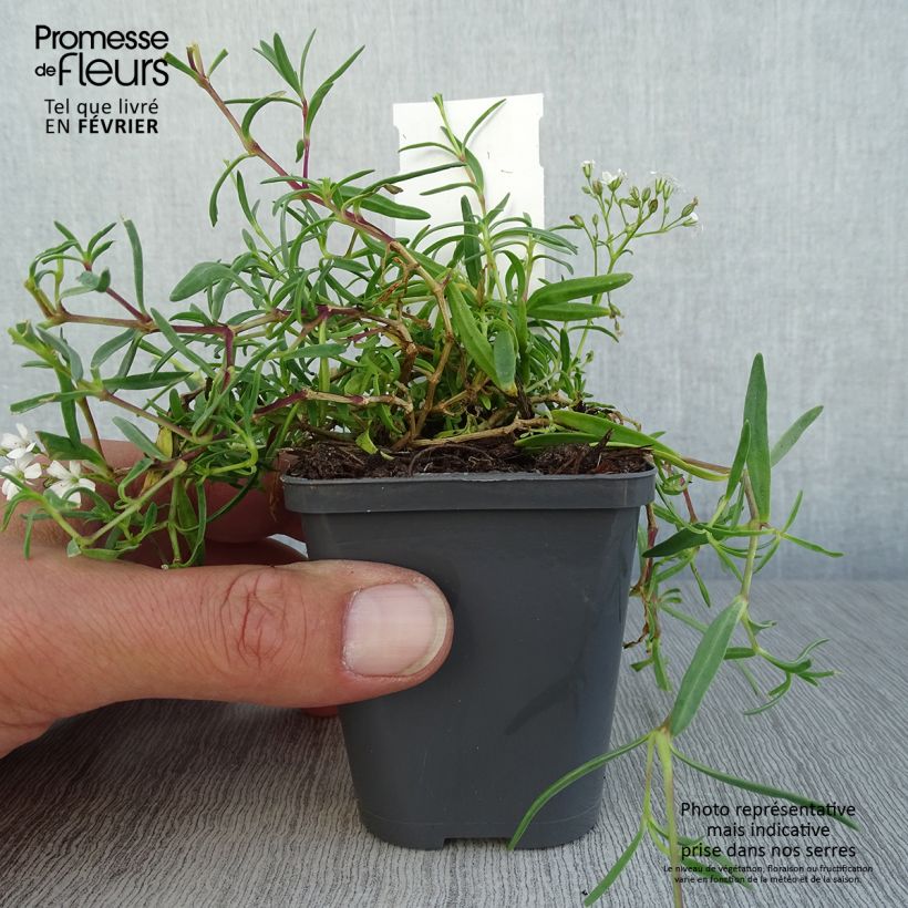Exemplar von Kriechendes Gipskraut White Angel - Gypsophila repens Kleine Töpfe von 8/9 cm wie im Herbst geliefert