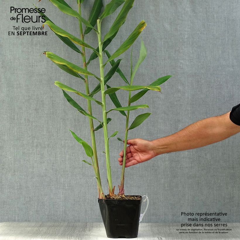 Exemplar von Hedychium coccineum Tara - Schmetterlingsingwer Topf mit 4L/5L wie im Herbst geliefert