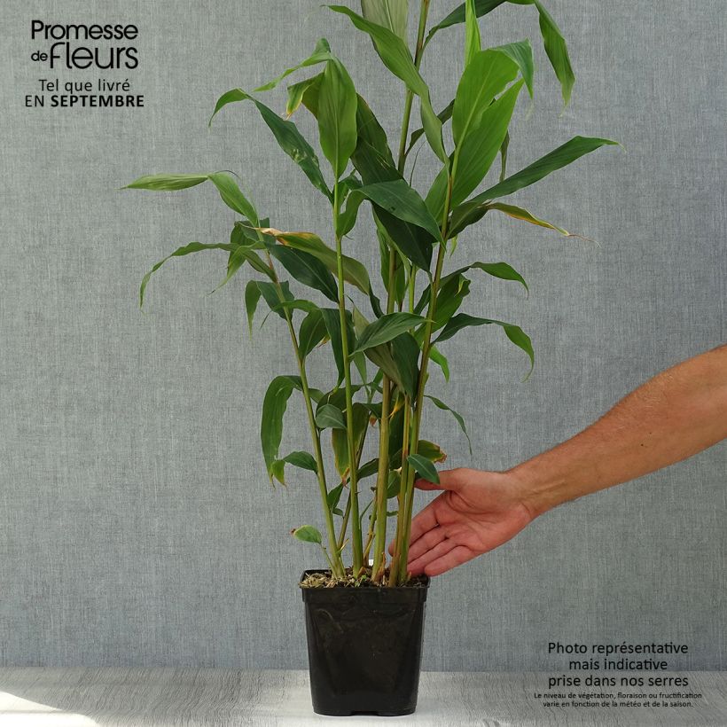 Exemplar von Hedychium densiflorum Assam Orange - Schmetterlingsingwer Topf mit 3L/4L wie im Herbst geliefert