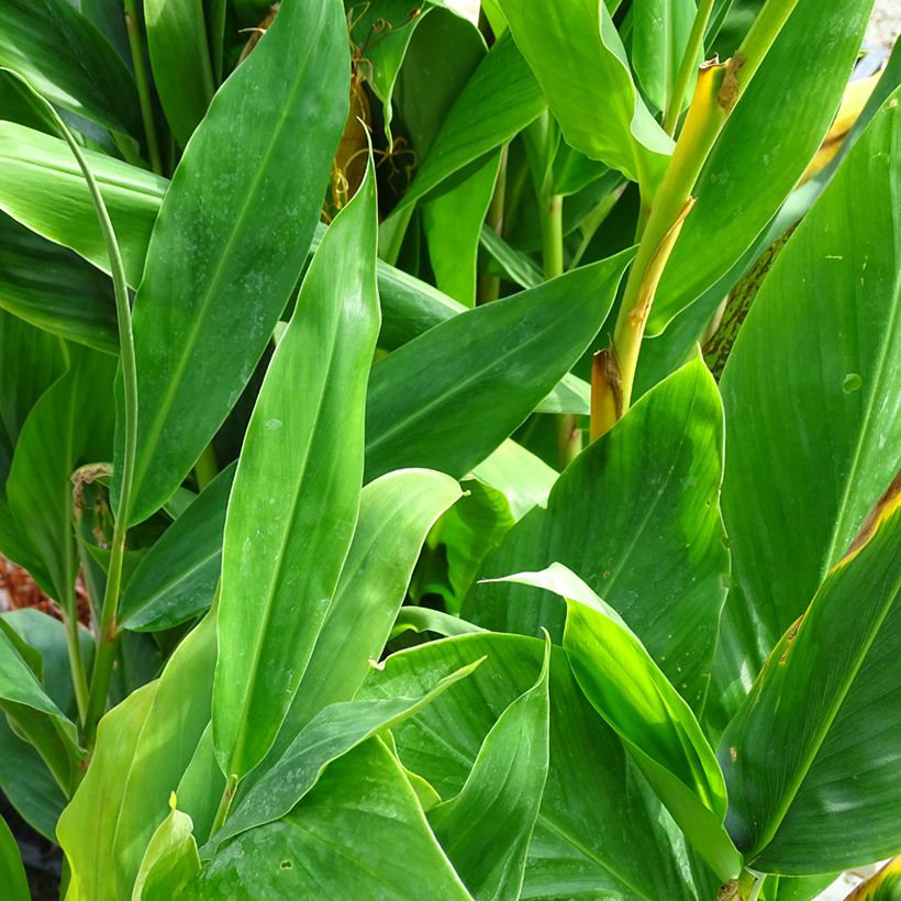 Hedychium Dixter - Schmetterlingsingwer (Laub)