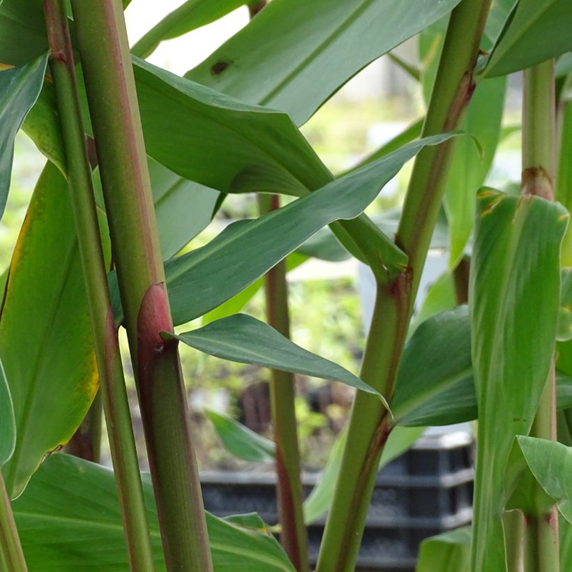 Hedychium coronarium Elizabeth - Schmetterlingsingwer (Laub)