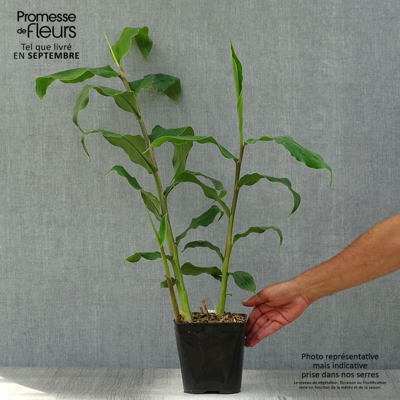 Exemplar von Schmetterlingsingwer - Hedychium gardnerianum Topf mit 2L/3L wie im Herbst geliefert
