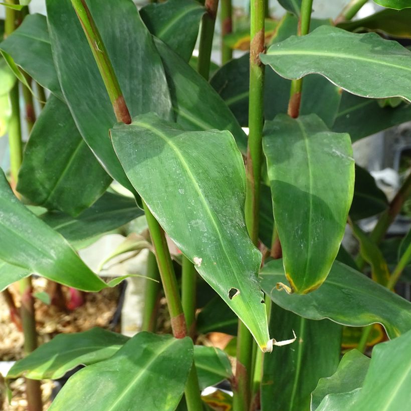 Hedychium deceptum - Schmetterlingsingwer (Laub)