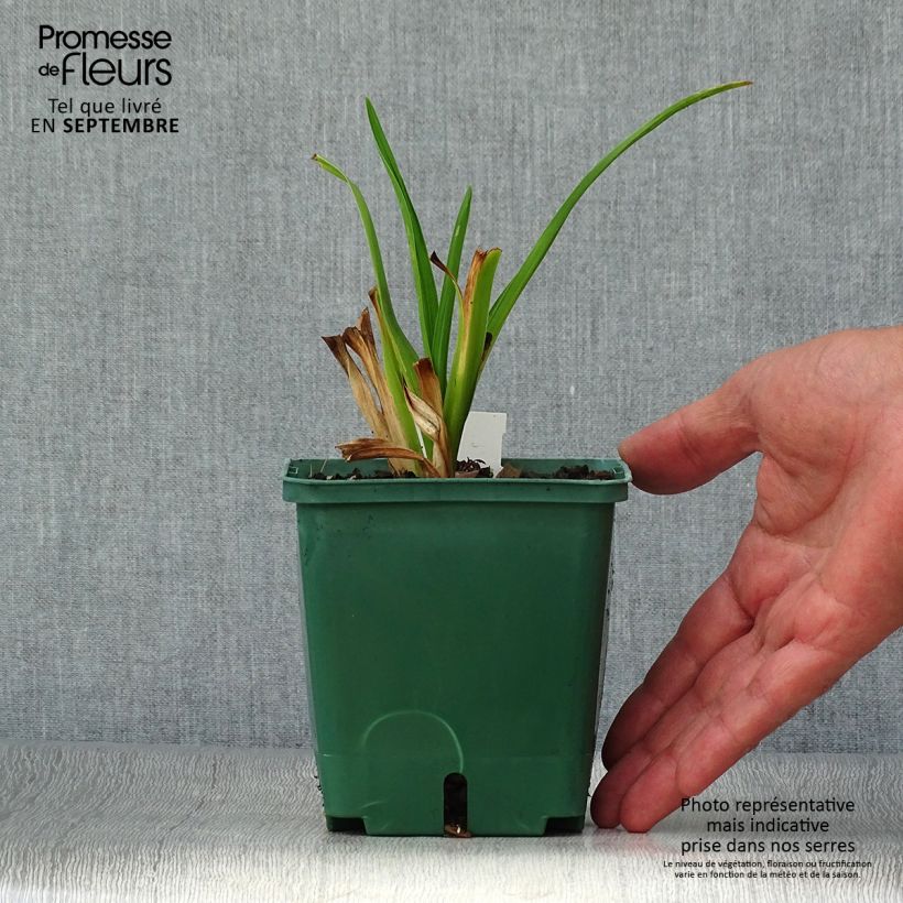 Exemplar von Hemerocallis Janice Brown - Taglilie Topf mit 1L/1,5L wie im Herbst geliefert