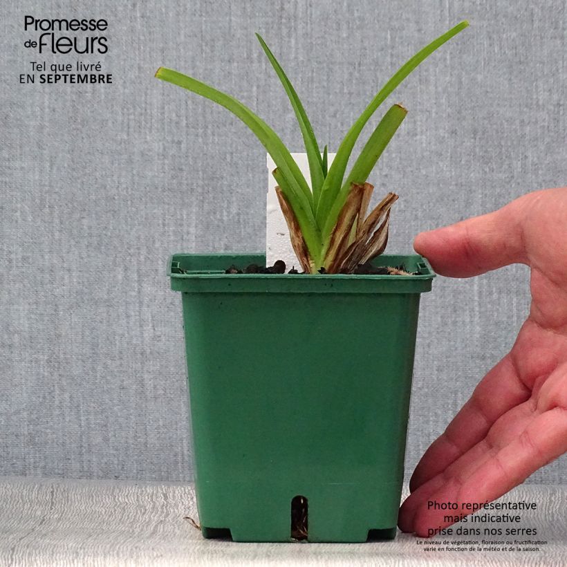Exemplar von Hemerocallis Pandora's Box - Taglilie Topf mit 1L/1,5L wie im Herbst geliefert