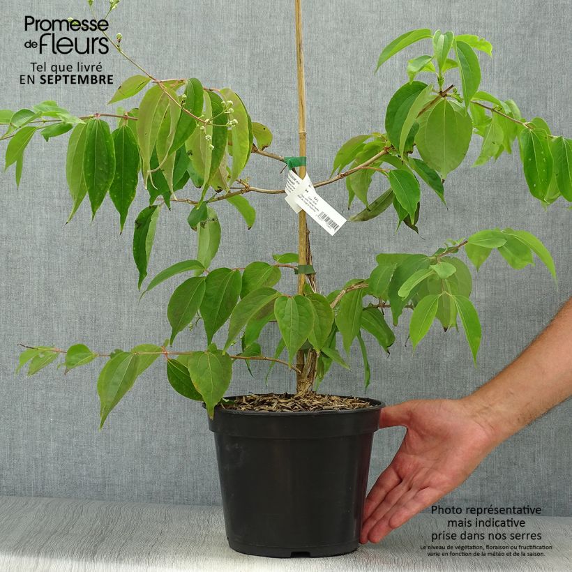 Exemplar von Sieben-Glocken Temple of Bloom - Heptacodium miconioides Topf mit 4L/5L wie im Herbst geliefert