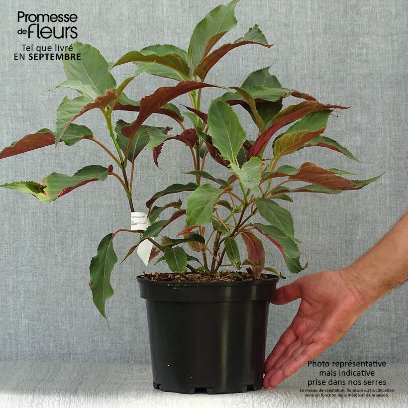 Exemplar von Hydrangea aspera Rosemary Foster - Samthortensie Topf mit 4L/5L wie im Herbst geliefert