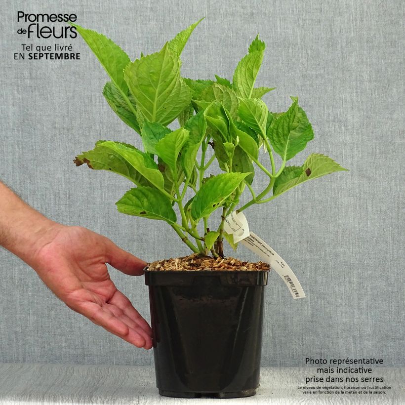 Exemplar von Hydrangea macrophylla Buchfink - Bauernhortensie Topf mit 2L/3L wie im Herbst geliefert