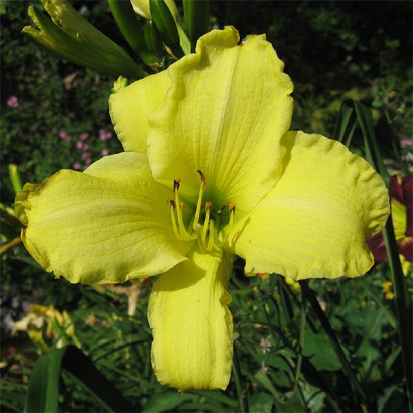 Hemerocallis Alice in Wonderland - Taglilie (Blüte)