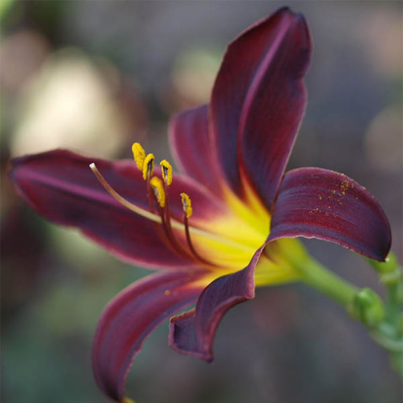 Hemerocallis American Revolution - Taglilie (Blüte)