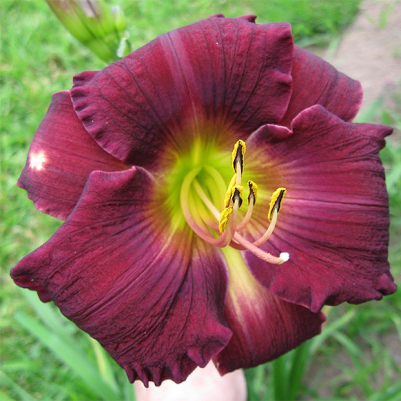 Hemerocallis Bela Lugosi - Taglilie (Blüte)