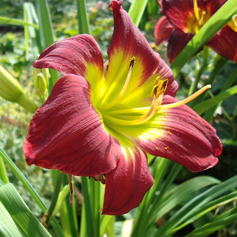 Hemerocallis Christmas Is - Taglilie (Blüte)