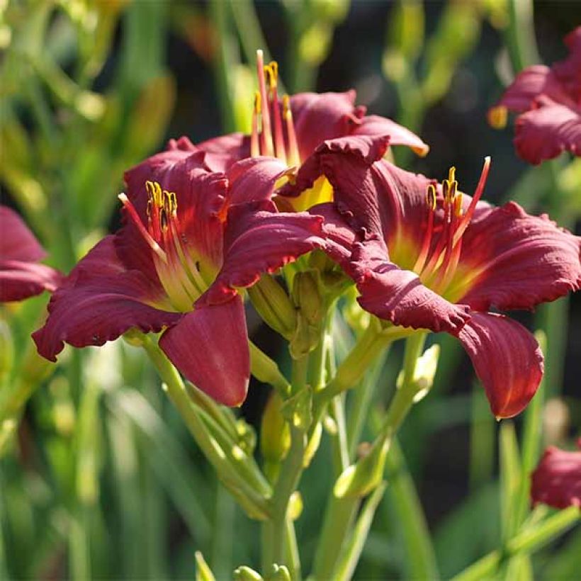 Hemerocallis Pardon Me - Taglilie (Blüte)