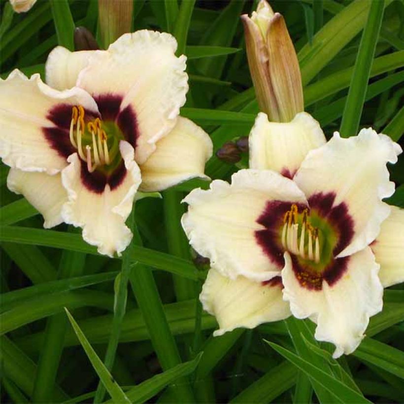 Hemerocallis Snowy Eyes - Taglilie (Blüte)