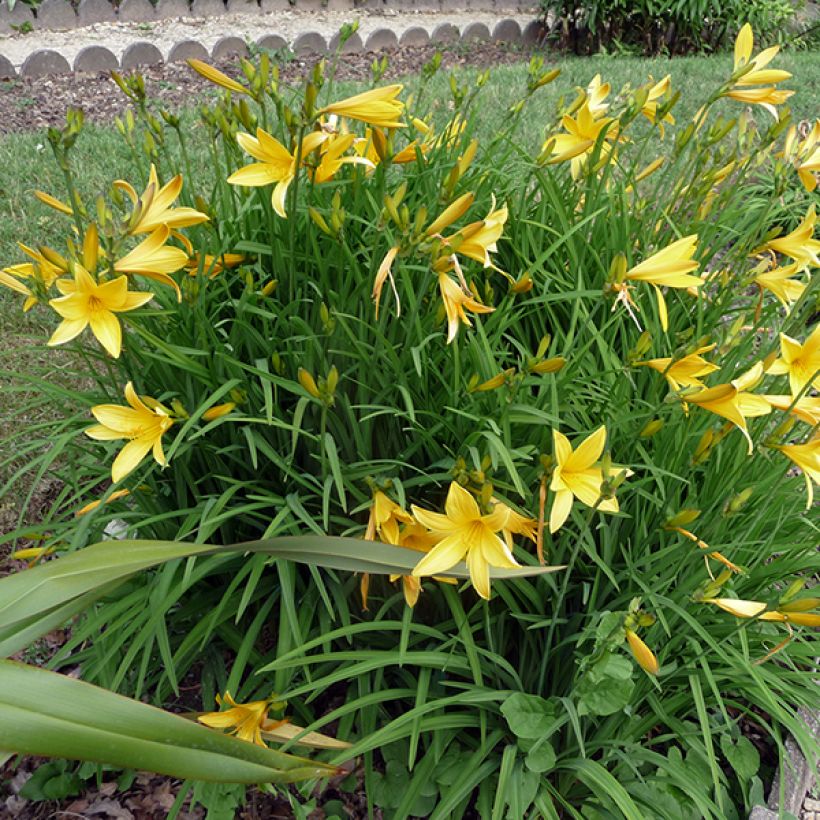 Hemerocallis citrina - Taglilie (Hafen)
