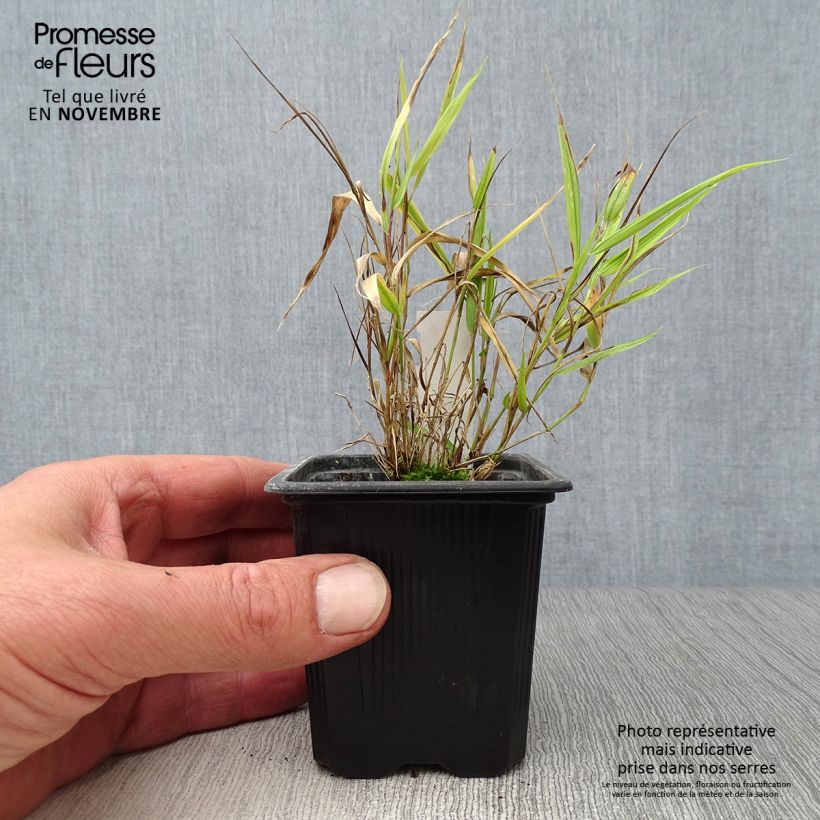 Exemplar von Hakonechloa macra Aureola - Japangras Kleine Töpfe von 8/9 cm wie im Herbst geliefert