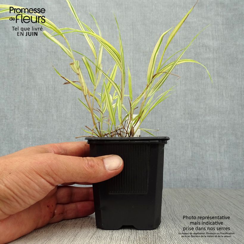 Exemplar von Hakonechloa macra Aureola - Japangras Kleine Töpfe von 7/8 cm wie im Sommer geliefert