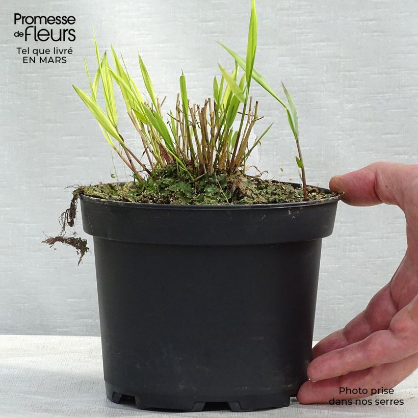 Exemplar von Hakonechloa macra Aureola - Japangras Topf mit 2L/3L wie im Winter geliefert